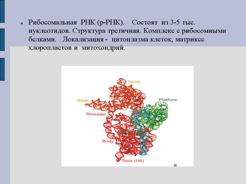 Рибосомальная  РНК (р-РНК).    Состоят  из 3-5 тыс. нуклеотидов. Структура